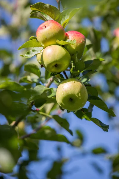 Manzanas Colgantes Las Ramas Del Árbol — Foto de Stock
