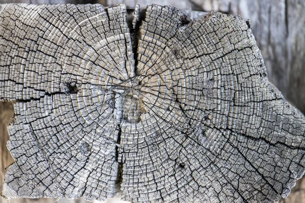 Wooden Tree Stump Background Wooden Texture — Stock Photo, Image