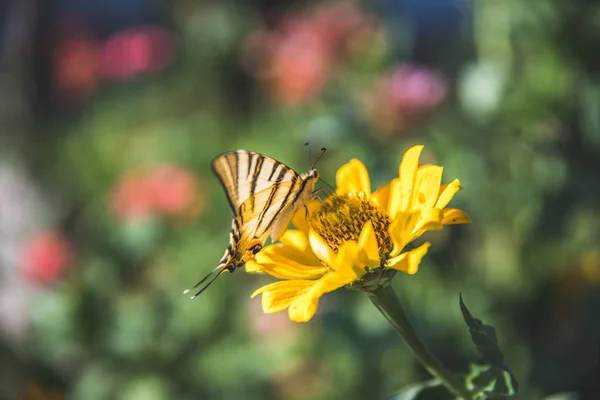 Motýl Sedí Květině — Stock fotografie