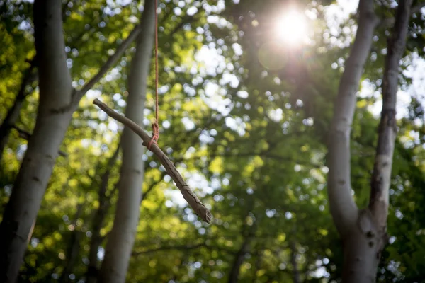Grüne Bäume Sommertagen — Stockfoto
