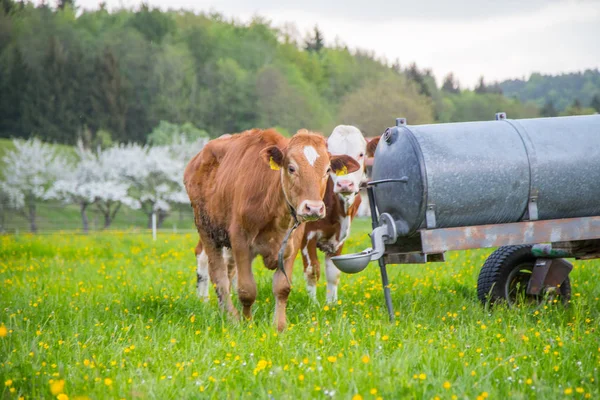 Vacas Pasto Campo — Foto de Stock