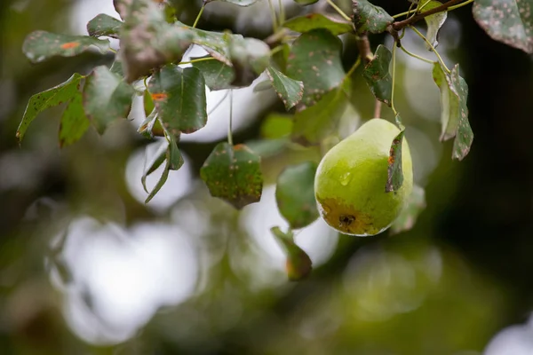 Green Pears Ripen Branch — Stock Photo, Image