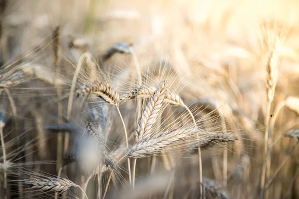 Pšeničné Uši Zemědělství Zemědělství — Stock fotografie