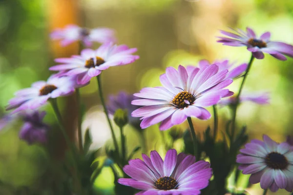 Mooie Roze Bloemen Tuin — Stockfoto