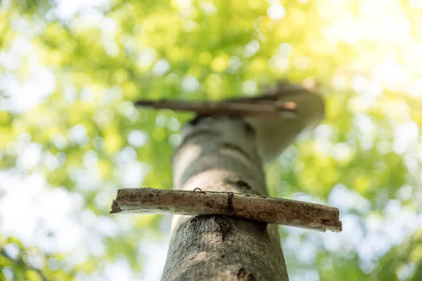 Árbol Parque — Foto de Stock