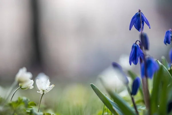 Gyönyörű Virágok Zöld Kertben — Stock Fotó
