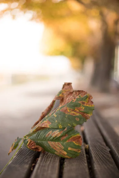Herfstbladeren Tafel — Stockfoto