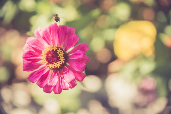 Zblízka Krásné Jarní Květ Gerbera — Stock fotografie