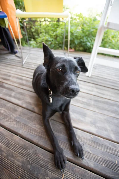 Cão Bonito Limiar Casa — Fotografia de Stock