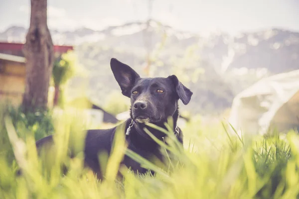 Şirin Köpek Yeşil Çimlerde Dinleniyor — Stok fotoğraf