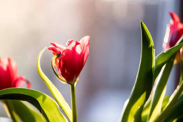 Mooie Tulpen Groene Tuin — Stockfoto