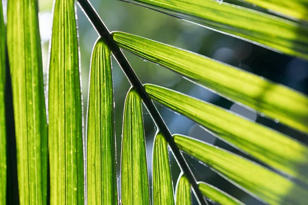 Green leaf of tropical leaf on background