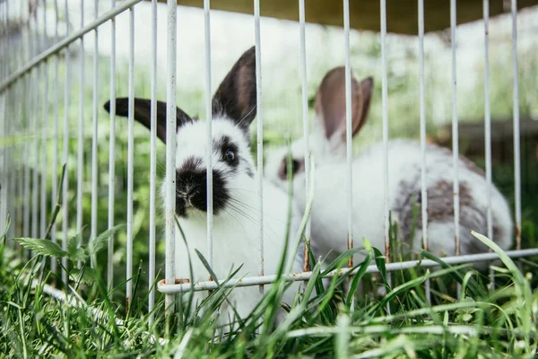 Schattige Kleine Konijntjes Groen Gras Kooi — Stockfoto