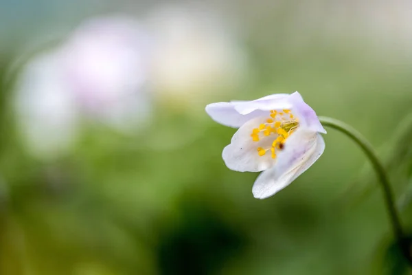 Belle Fleur Sur Fond Gros Plan — Photo