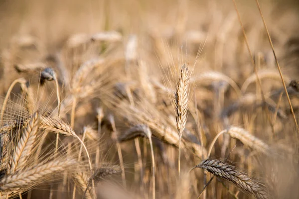 Pšeničné Uši Zemědělství Zemědělství — Stock fotografie