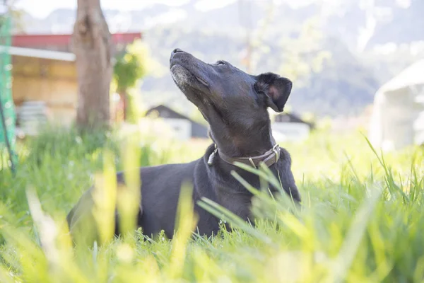 Şirin Köpek Yeşil Çimlerde Dinleniyor — Stok fotoğraf