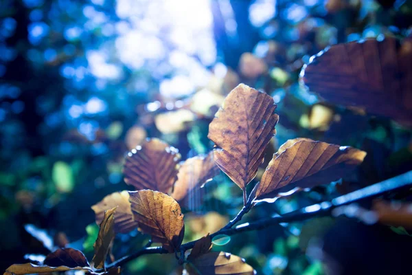 Осенние Листья Ветвях — стоковое фото