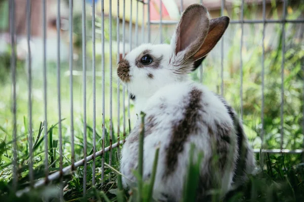 Маленький Кролик Зеленой Траве Клетке — стоковое фото