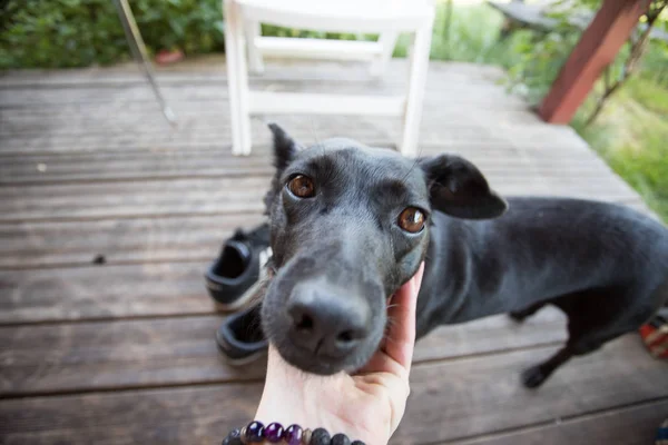 Evin Eşiğinde Sahibi Olan Bir Köpek — Stok fotoğraf