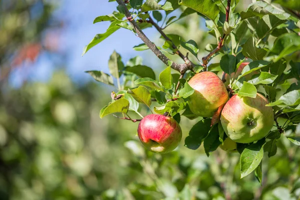 Manzanas Colgantes Las Ramas Del Árbol — Foto de Stock