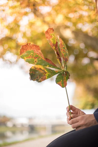 Mooie Jonge Vrouw Met Een Bloem — Stockfoto