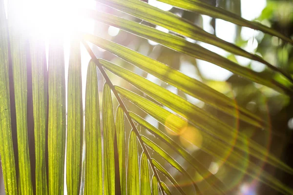 Green leaf of tropical leaf on background