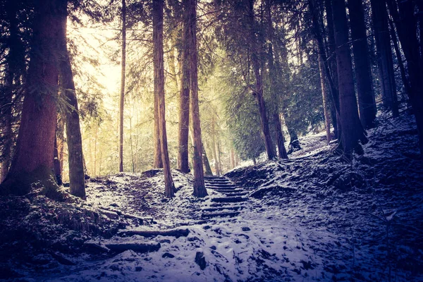 Paisagem Inverno Com Neve Floresta — Fotografia de Stock