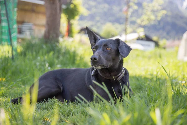 cute dog resting on green grass