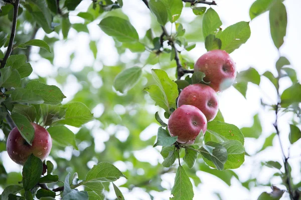 Manzanas Colgantes Las Ramas Del Árbol — Foto de Stock