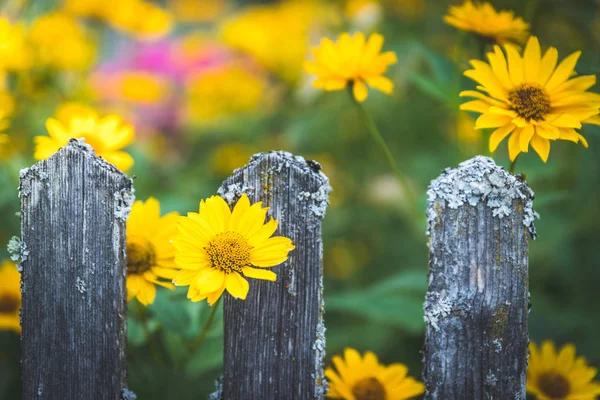 Mooie Gele Bloemen Tuin — Stockfoto