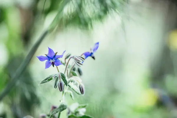 Primavera Flores Silvestres Prado — Fotografia de Stock