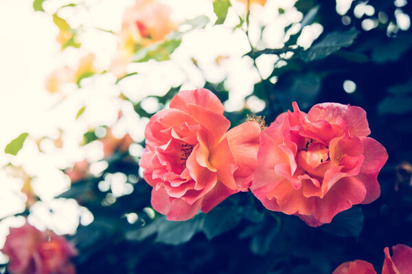 Красивые розы на фоне сада

