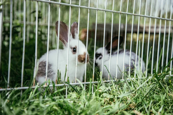 Kafesteki Yeşil Çimlerin Üzerinde Şirin Küçük Tavşanlar — Stok fotoğraf