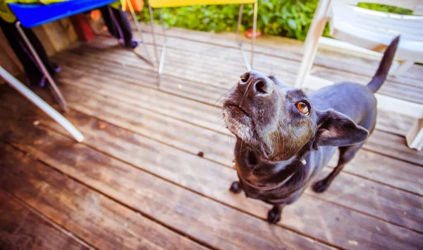 Evin eşiğinde sevimli bir köpek.