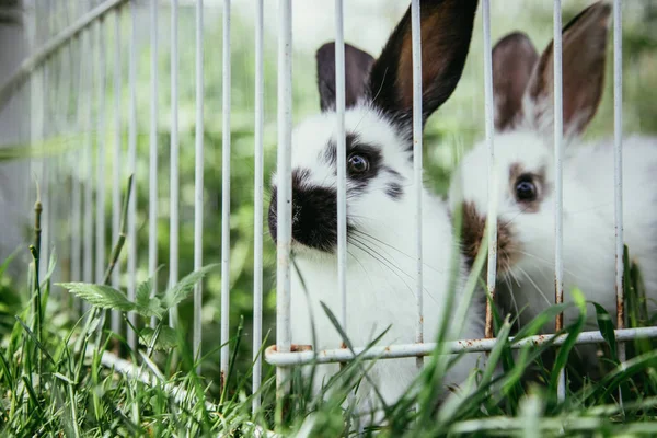 Cute Little Rabbits Green Grass Cage — Stock Photo, Image