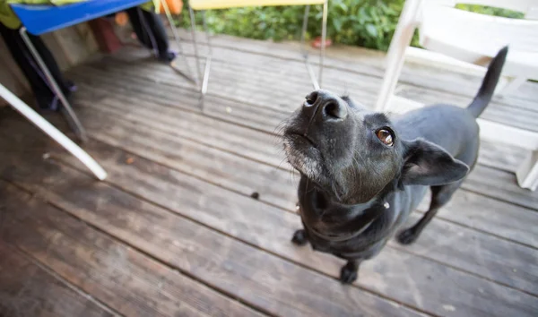 Evin Eşiğinde Sevimli Bir Köpek — Stok fotoğraf