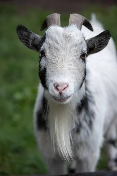 Cute Little Goat Close — Stock Photo, Image