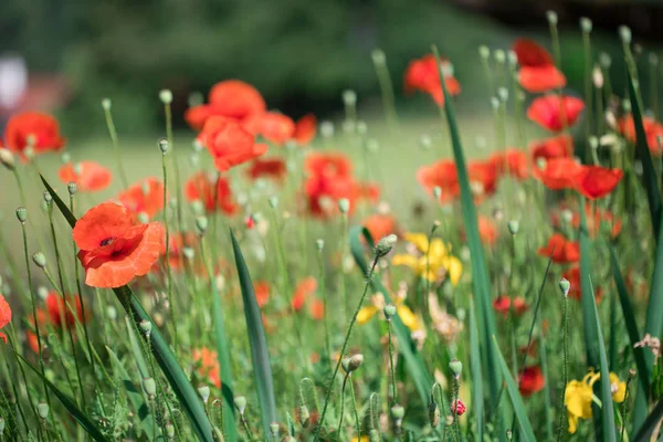 Yazın Kırmızı Gelincik Çiçekleri Açarlar — Stok fotoğraf