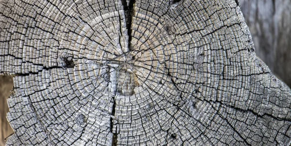 Wooden Tree Stump Background Wooden Texture — Stock Photo, Image
