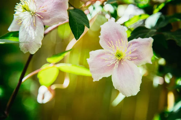 Bahçedeki Güzel Pembe Çiçekler — Stok fotoğraf