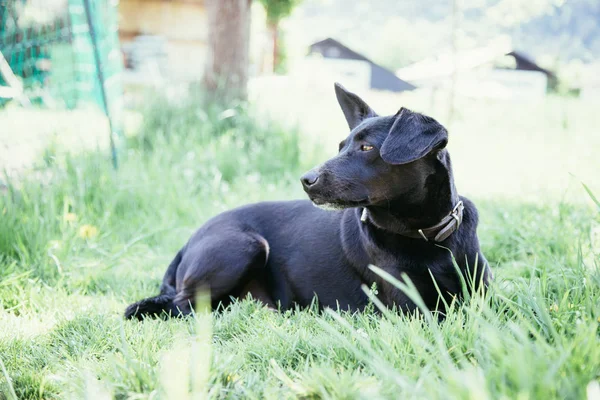 Şirin Köpek Yeşil Çimlerde Dinleniyor — Stok fotoğraf