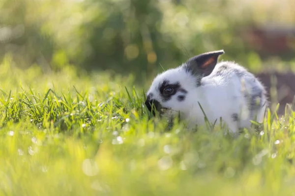 Cute little bunny on green grass, spring time