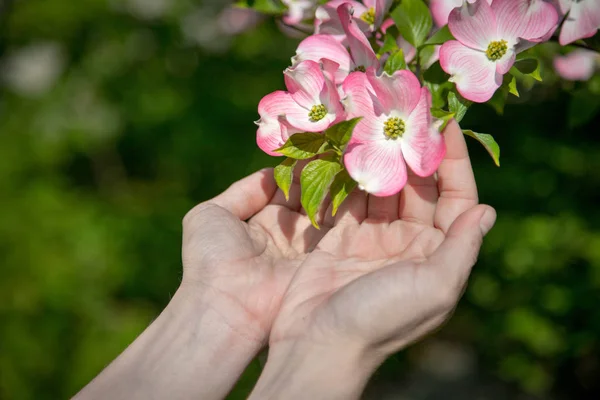 Bahçede Pembe Çiçekleri Tutan Eller — Stok fotoğraf