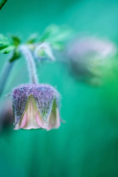 Piękna Zielona Trawa Kwiatami Porannym Świetle — Zdjęcie stockowe