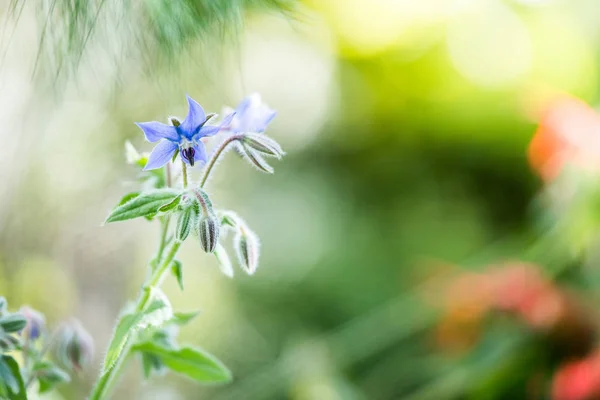 Flores Bonitas Fundo Close — Fotografia de Stock