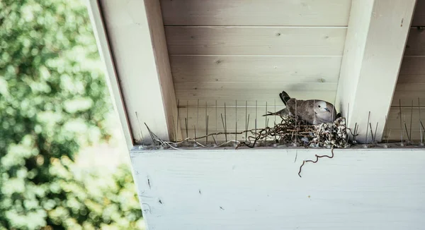 Vogel Auf Nest Frühling Hintergrund — Stockfoto