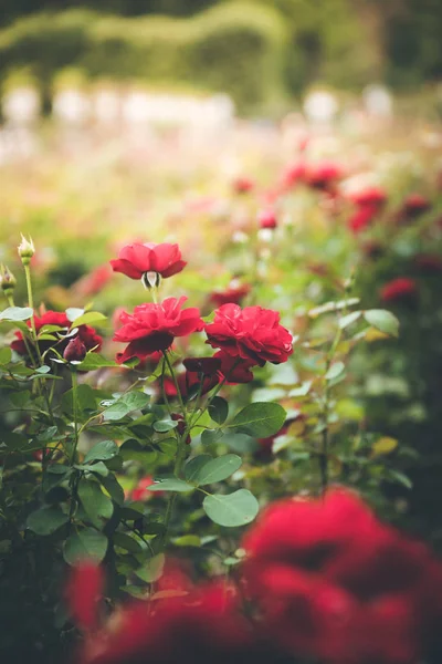 Rote Rosen Garten — Stockfoto