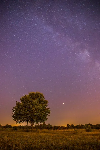 Όμορφο Νυχτερινό Τοπίο Αστέρια Λιβάδι Και Ένα Δέντρο Ζεστές Αποχρώσεις — Φωτογραφία Αρχείου