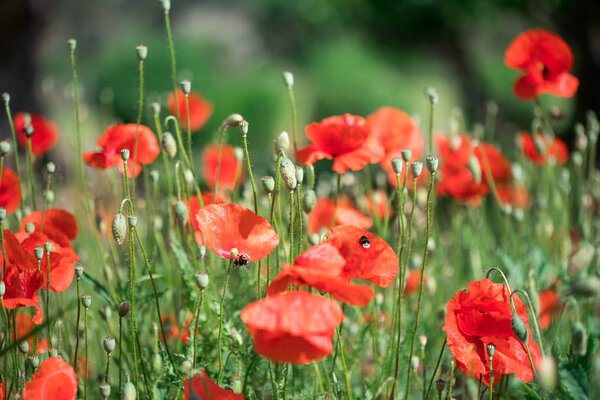 Red poppy flowers  in summer, blooming blossoms -