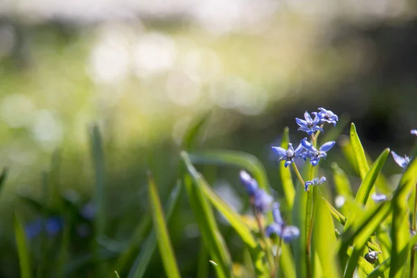 Mooie Bloemen Groene Tuin — Stockfoto